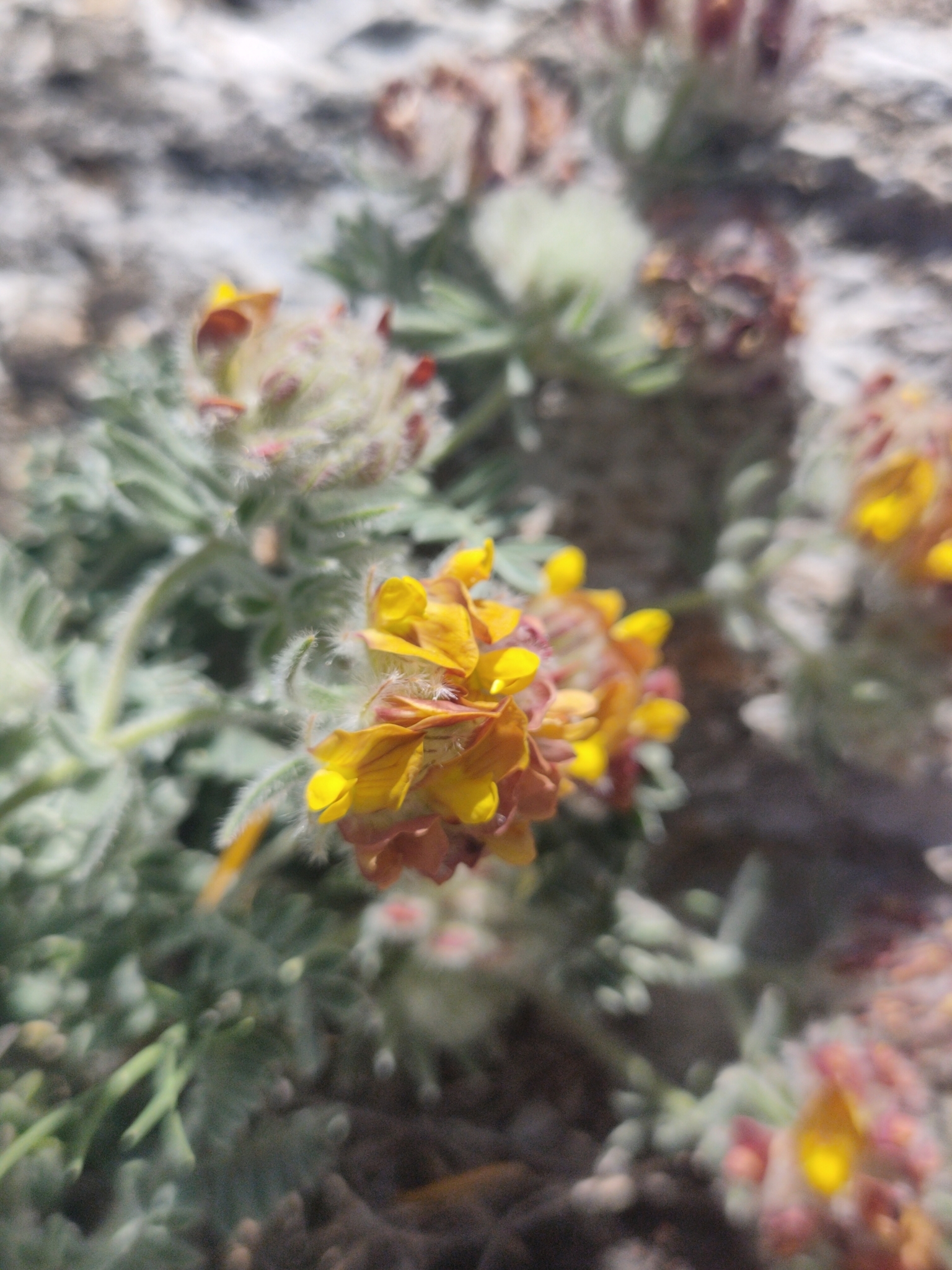 Imagem de Não há um nome popular amplamente reconhecido para "Anthyllis tejedensis" no Brasil