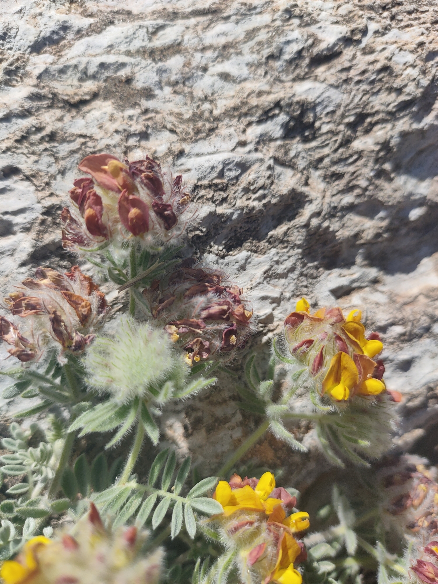 Imagem de Não há um nome popular amplamente reconhecido para "Anthyllis tejedensis" no Brasil