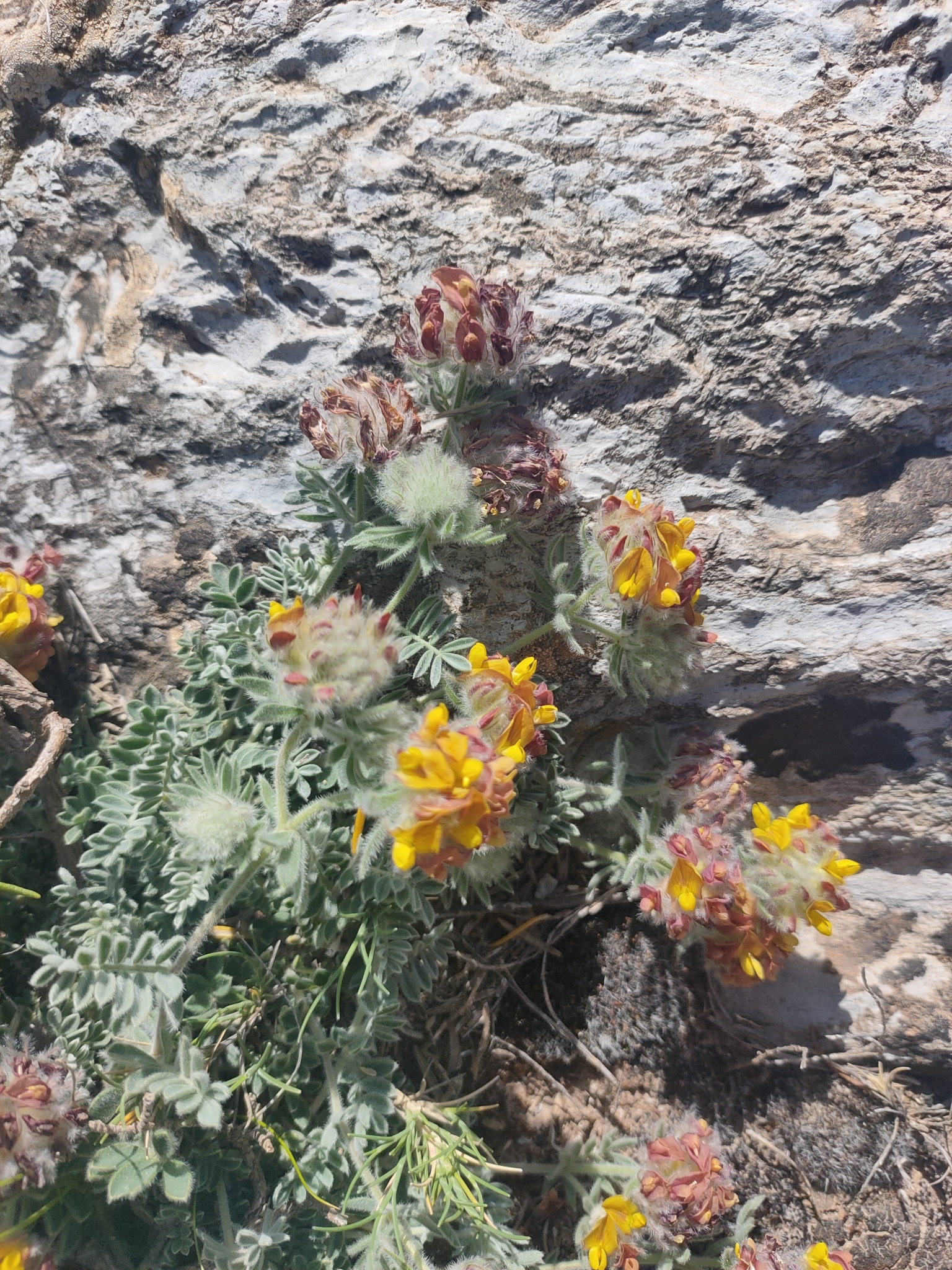 Imagem de Não há um nome popular amplamente reconhecido para "Anthyllis tejedensis" no Brasil