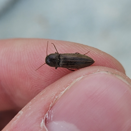 Lined Click Beetle, Groningen, NL, photo 6 of 10