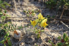 Linaria polygalifolia