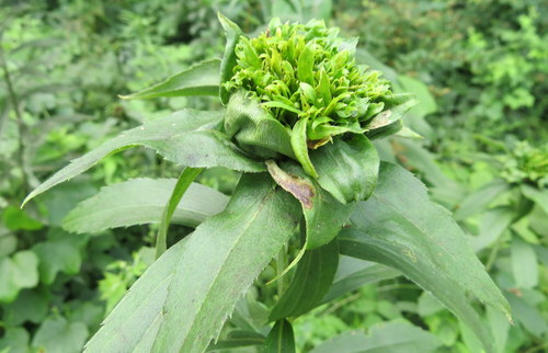 Giant Goldenrod Bunch Gall Midge photo 3