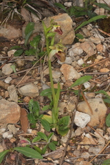 Ophrys sphegodes