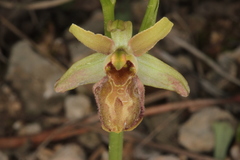 Ophrys sphegodes