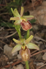 Ophrys sphegodes