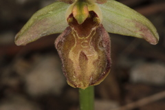 Ophrys sphegodes