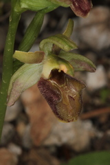 Ophrys sphegodes