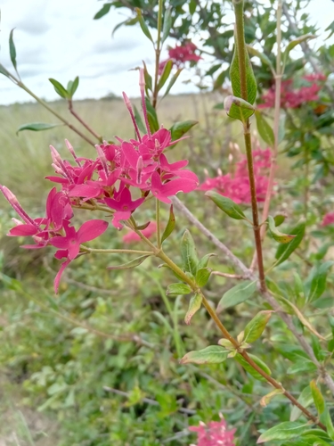 Paracarphalea image