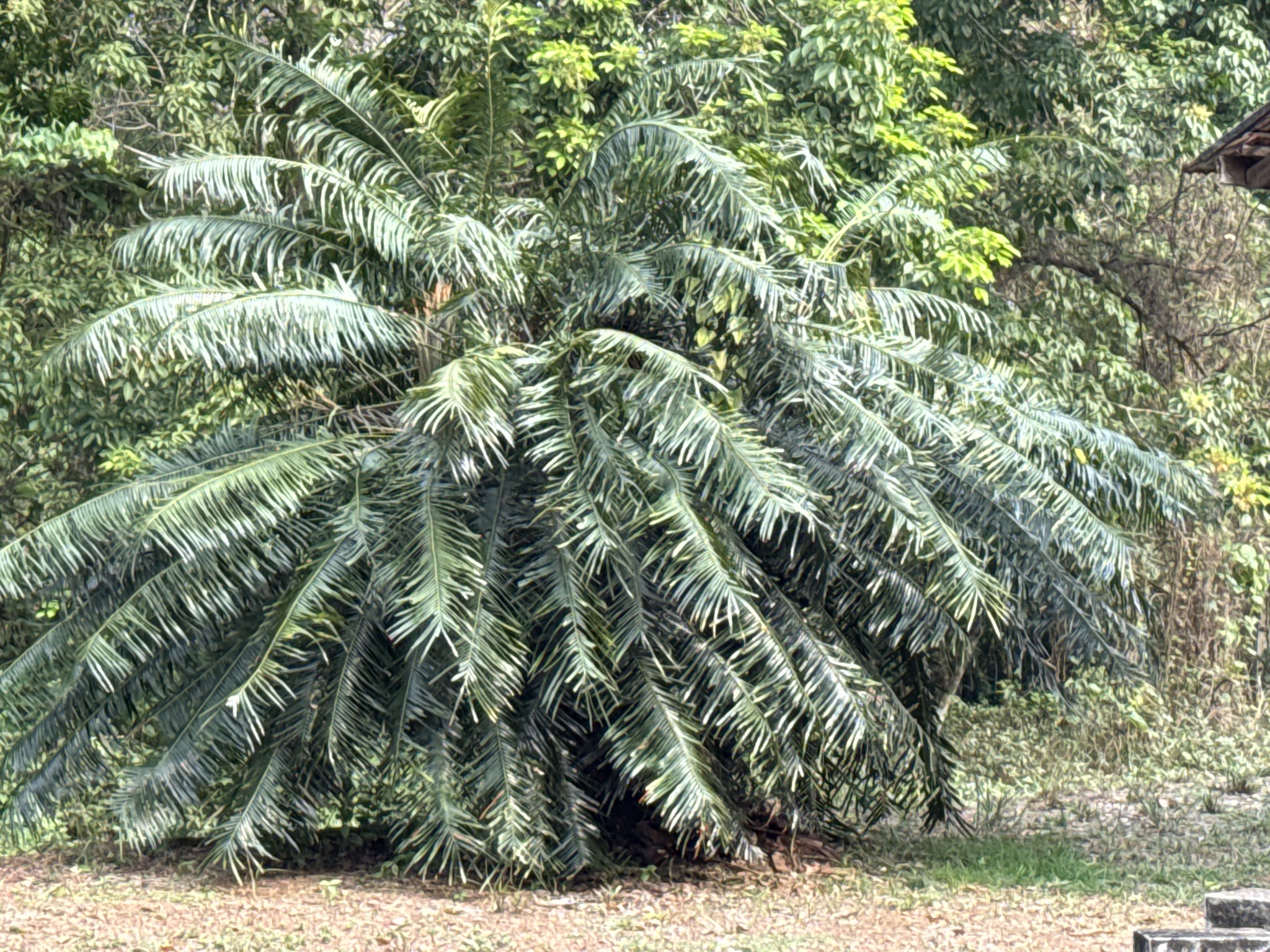 Imagem de Sagu-de-jardim