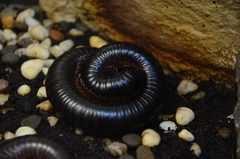 Archispirostreptus gigas