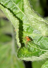 Prostheclina pallida