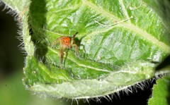 Prostheclina pallida