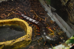 Scolopendra galapagoensis