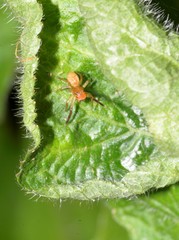 Prostheclina pallida