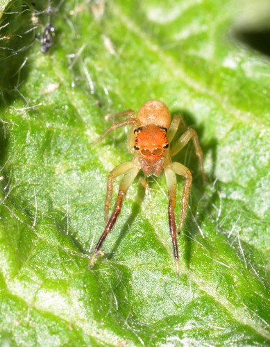 Prostheclina pallida Keyserling, 1882
