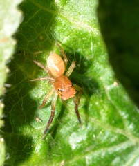 Prostheclina pallida