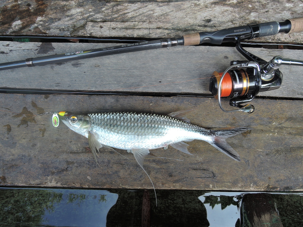 Apollo sharkminnow (Luciosoma setigerum) — Cyprinidae
