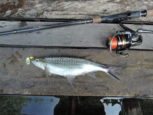 Apollo sharkminnow (Luciosoma setigerum) — Cyprinidae