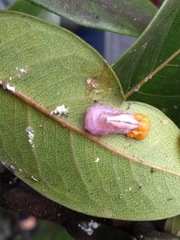 Mimocalla gigantea