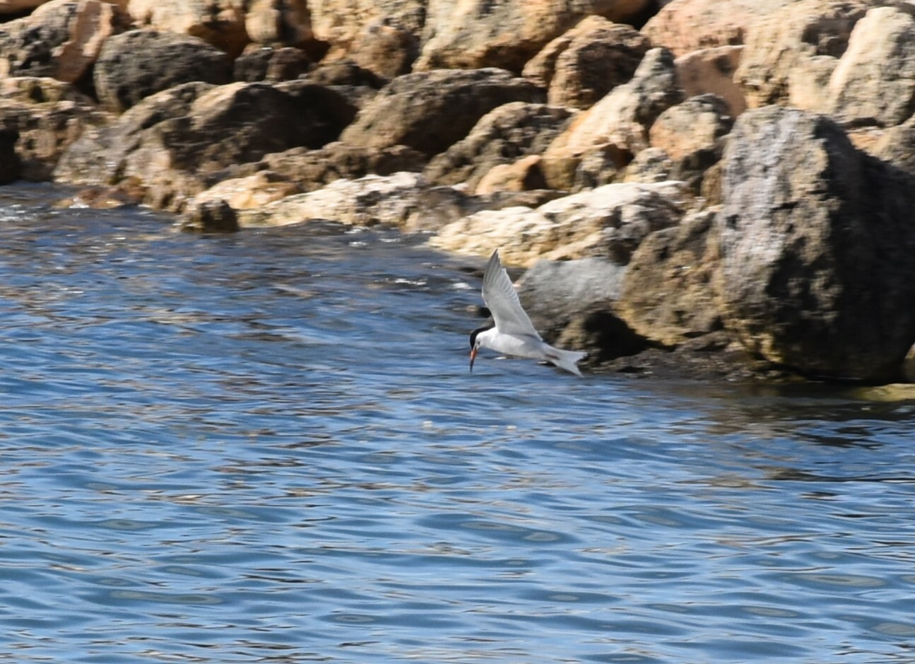 Roseate Tern