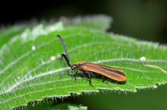 Trichalus ampliatus