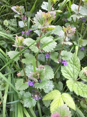Glechoma hederacea