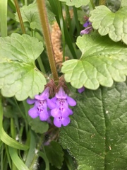 Glechoma hederacea