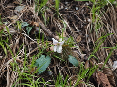 Viola eizanensis simplicifolia