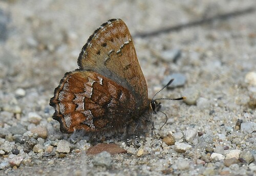 Callophrys niphon