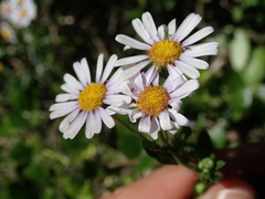 Felicia erigeroides