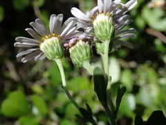 Felicia erigeroides