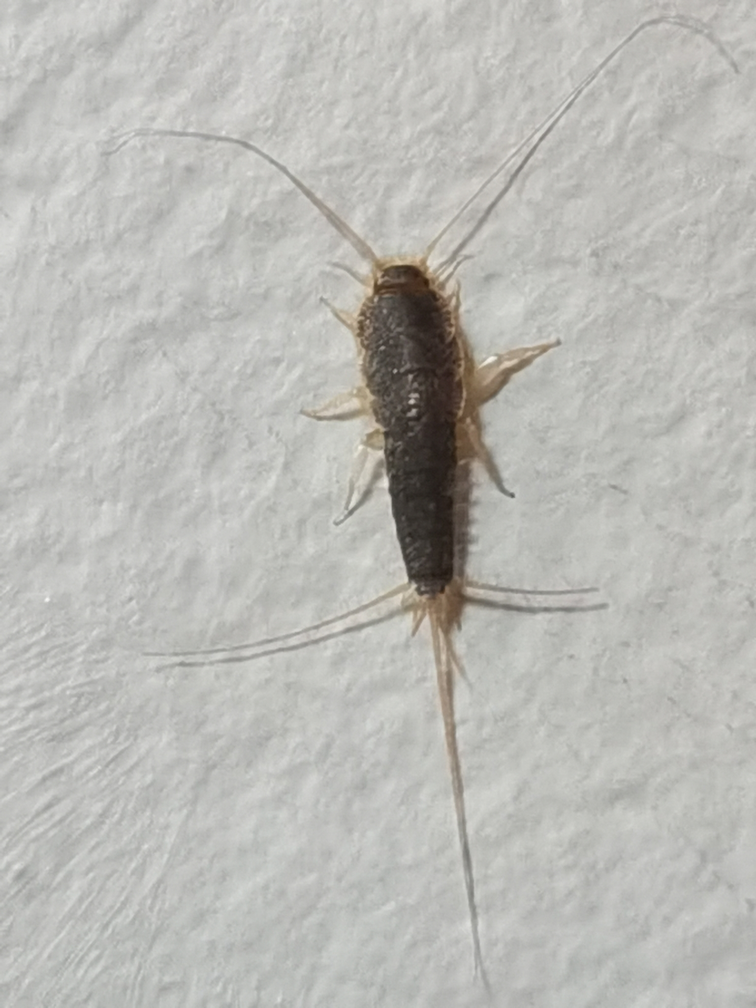 Ctenolepisma longicaudatum