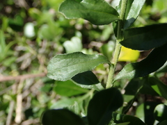 Felicia erigeroides