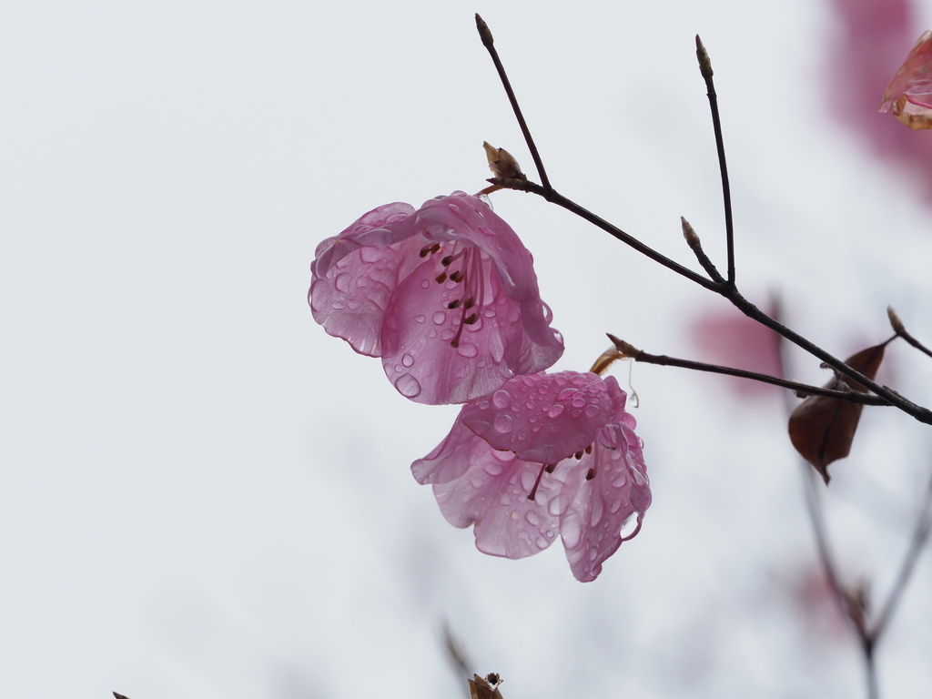 Rhododendron pentaphyllum
