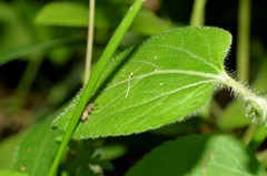 Prostheclina pallida