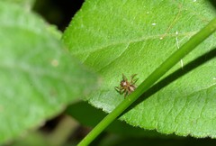 Prostheclina pallida