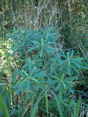 Euphorbia kraussiana