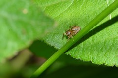 Prostheclina pallida