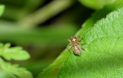 Prostheclina pallida