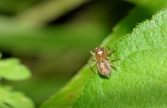 Prostheclina pallida