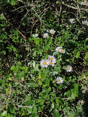 Felicia erigeroides