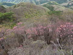 Rhododendron pentaphyllum nikoense