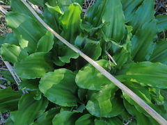 Veltheimia bracteata