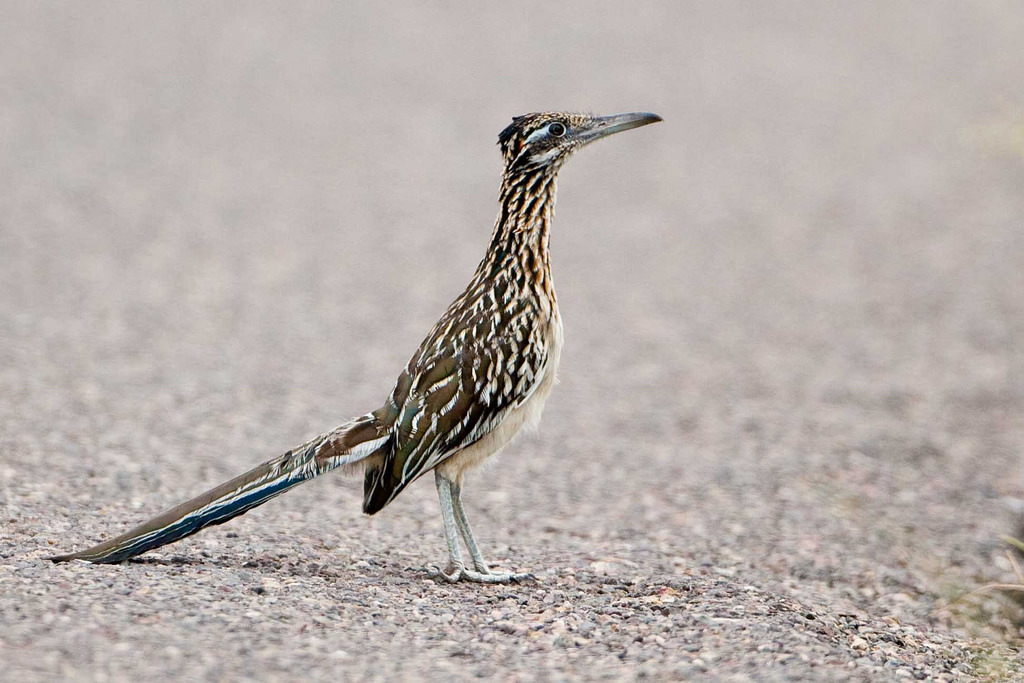 Greater Roadrunner (Birds of the Kaibab National Forest) · iNaturalist