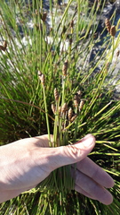 Nevillea obtusissima