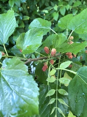 Morus nigra