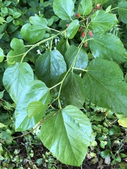 Morus nigra