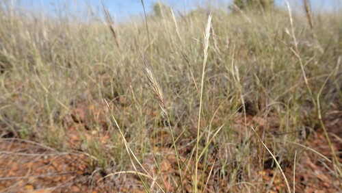 Image of Aristida congesta by (c) Paul Emms, some rights reserved (CC BY-SA)