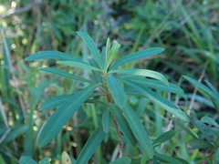 Euphorbia kraussiana