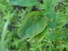 Grewia occidentalis occidentalis